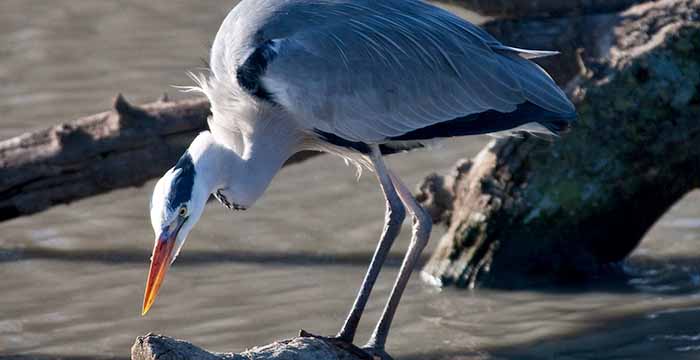 Ptaki - Czapla siwa na Pojezierzu Iławskim