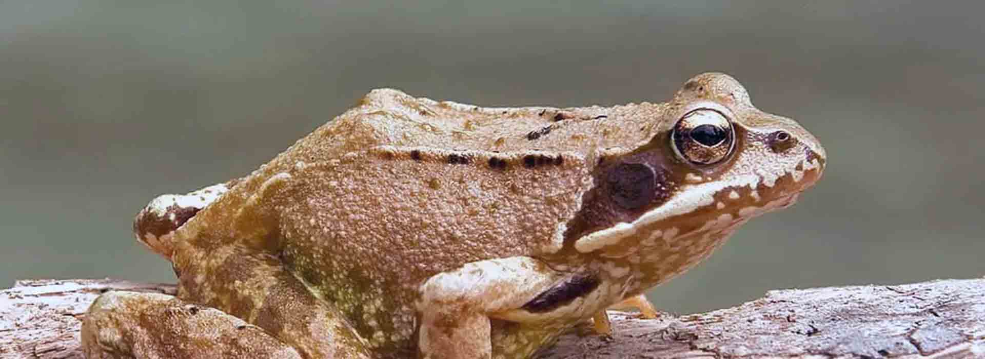 Płazy - Żaba trawna fauna Pojezierza Iławskiego