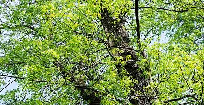 Drzewa - Jesion wyniosły flora Pojezierza Iławskiego